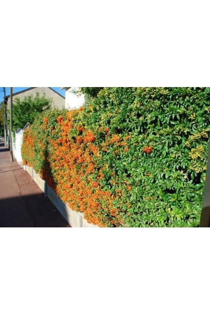 Пираканта Оранж Глоу 